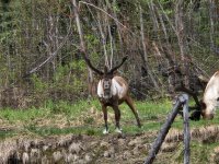 Caribou