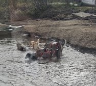 Huskies in river after training run
